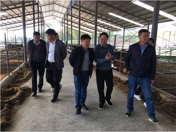 黃必志院長一行蒞臨東山農(nóng)業(yè)調(diào)研，助力恒益肉牛產(chǎn)業(yè)發(fā)展
